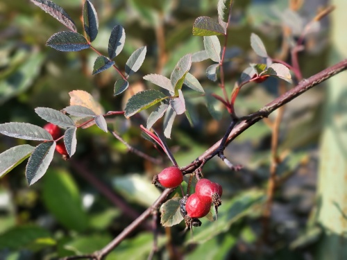 Rosa Glauca