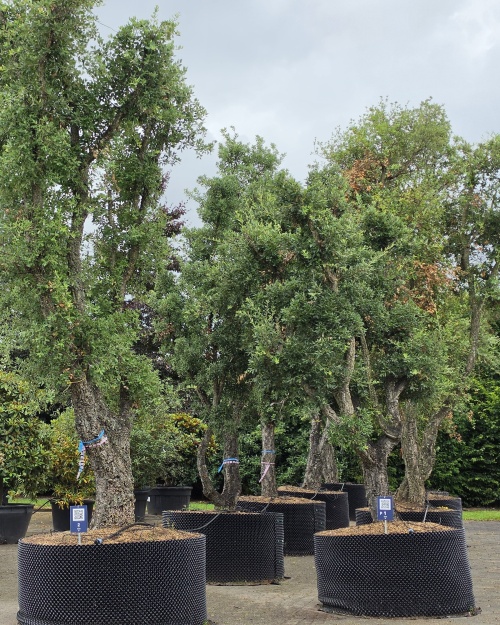 KURKEIK meerstammen in airpot op de kwekerij van Ten Hoven Bomen in Apeldoorn 2026