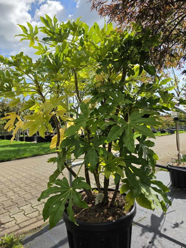 Vingerplant