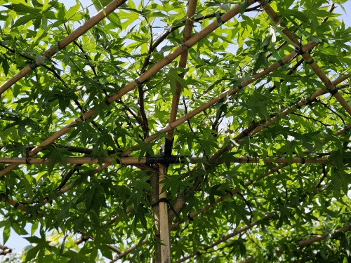 Amberboom 'Worplesdon', is geschikt om als dakboom voor schaduw te zorgen.