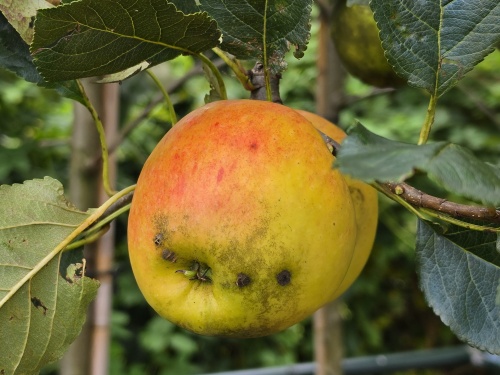Appel 'Notarisappel' is een bekend appelras in Nederland
