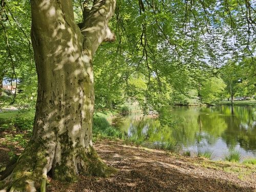 De groenbladige inheemse beuk met krachtig takkenspel