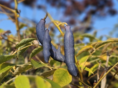 Decaisnea Fargesii. Augurkenstruik