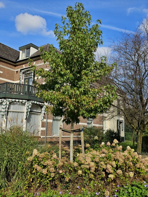 Amberboom 'Worplesdon'