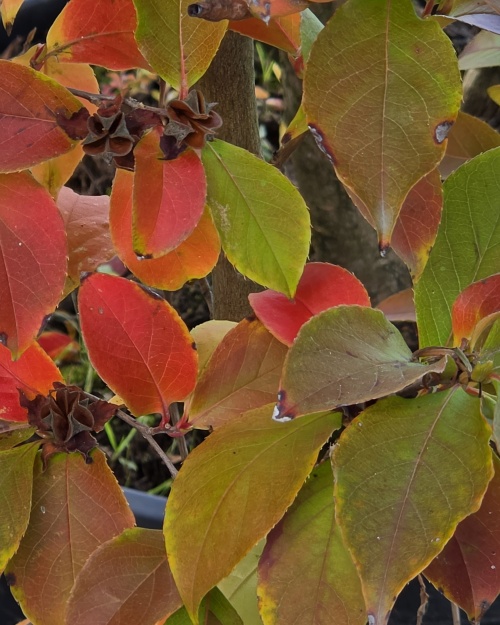 Stewartia rostrata herfstblad