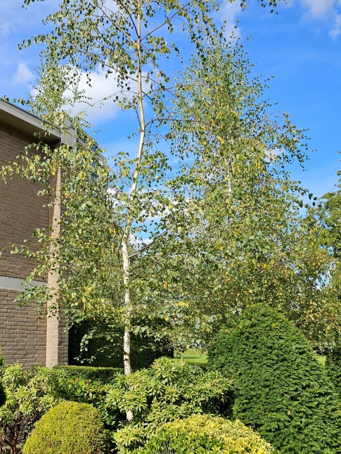 Betula Pendula, ruwe berk