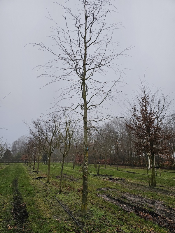 Rode beuk als solitair