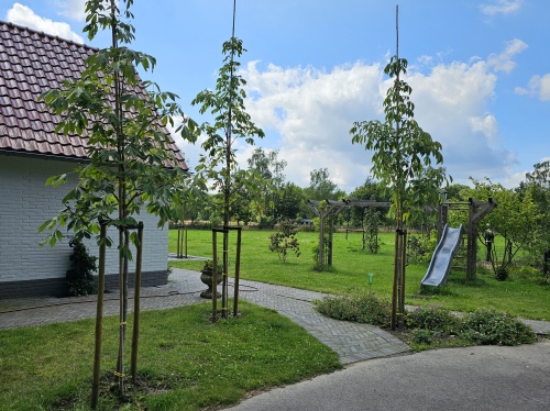 Aesculus flava Vestita