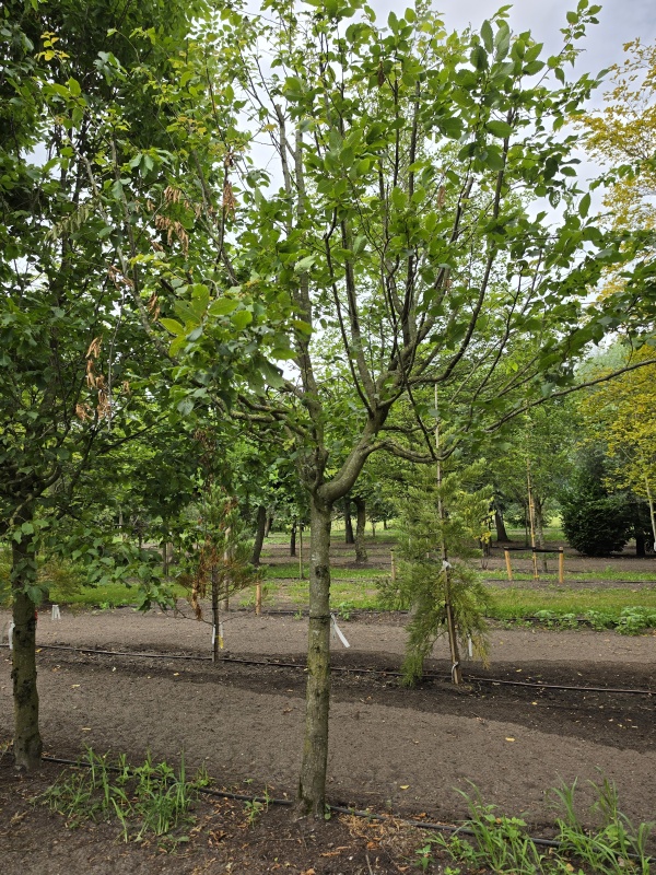 Zuilvormige haagbeuken op stam