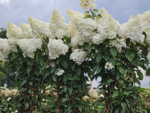 Pluimhortensia 'Vanille Fraise' op stam in volle bloei