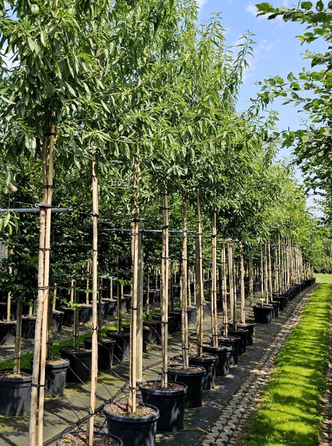 Prunus dulcis.  hoogstam amandelbomen