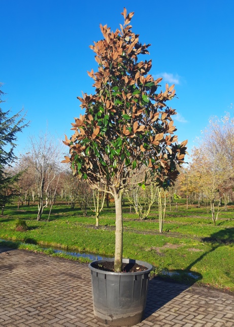 Magnolia 'Galissonnière' in bloei