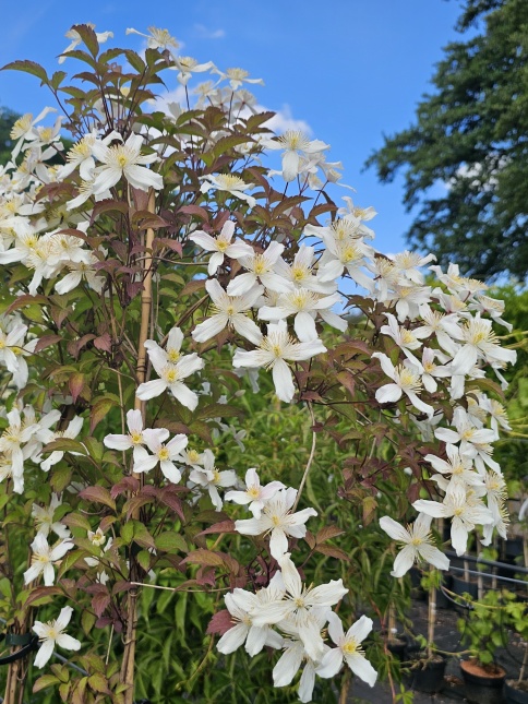 Bosrank 'Grandiflora' met rijke bloei in het voorjaar