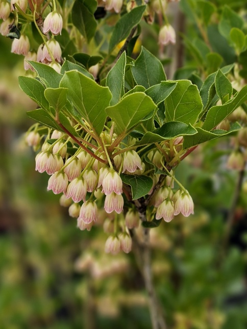 Enkianthus in een Japanse Tuin