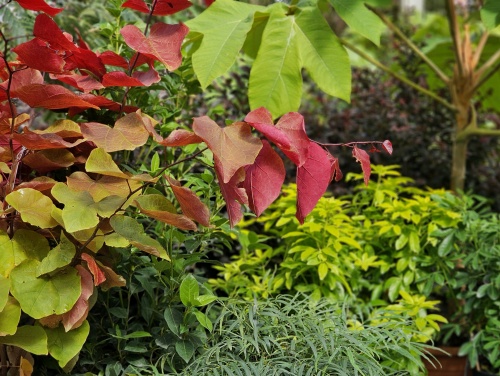 Links, Cercis ‘Eternal flame’ gecombineerd met andere planten voor een 'Zuidelijke sfeer'