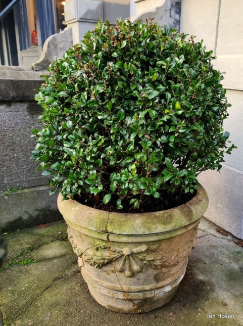 Ilex Blue Angel bolvorm