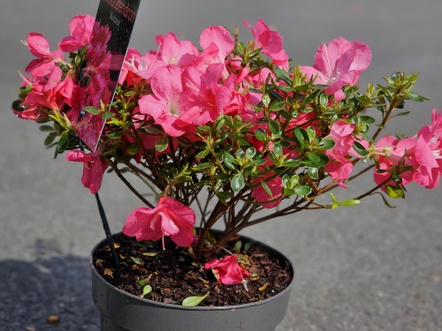 Rhododendron japonica 'Anouk'