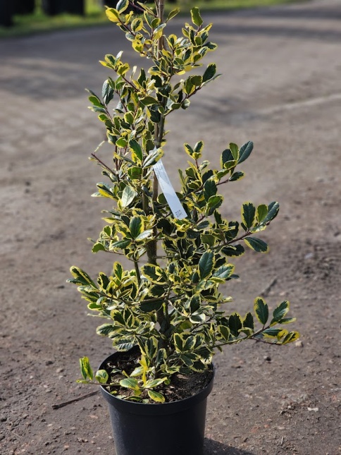Ilex  mes. 'Golden Girl' winterkleur