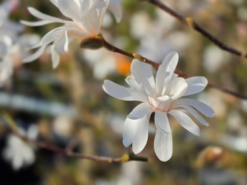 Magnolia stellata bloei