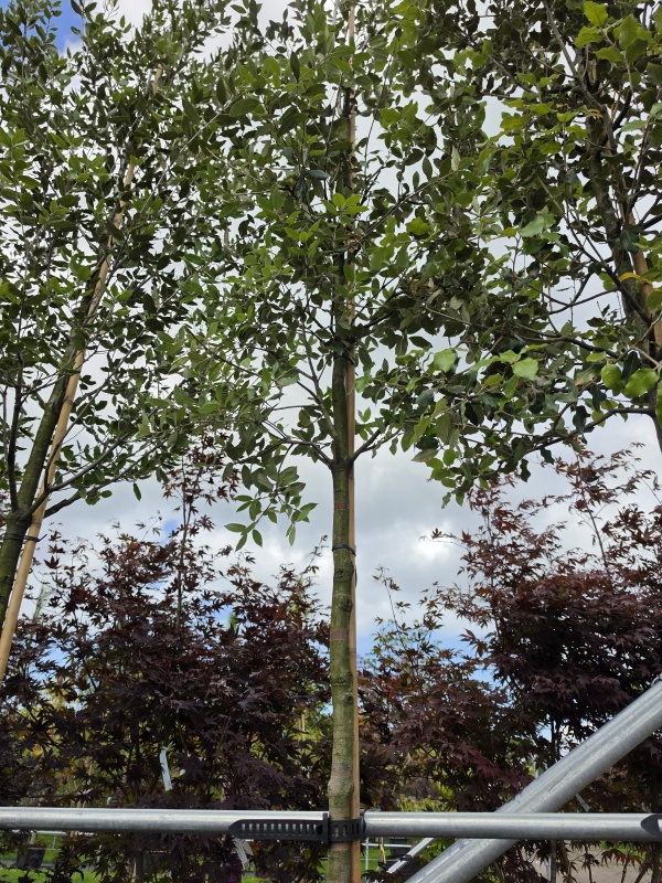 Steineiche als Hochstamm