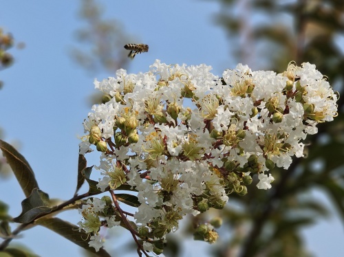 Lagerstroemia 'Natchez' witte bloemen