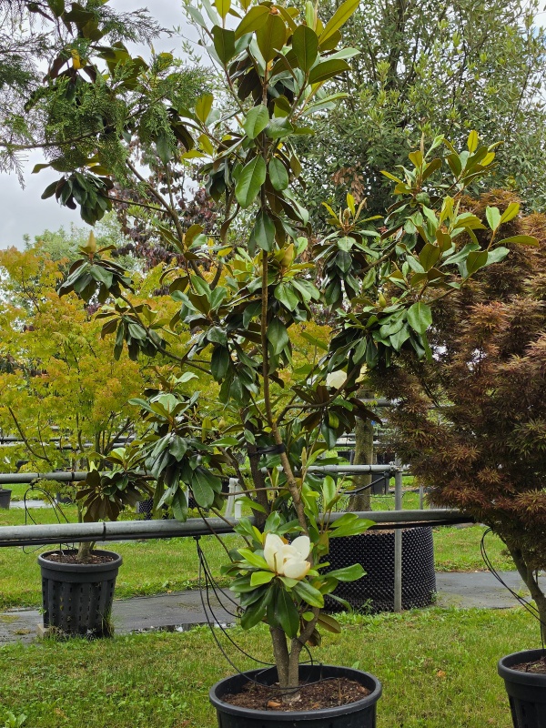 Magnolia grandiflora 'Galissonnière'