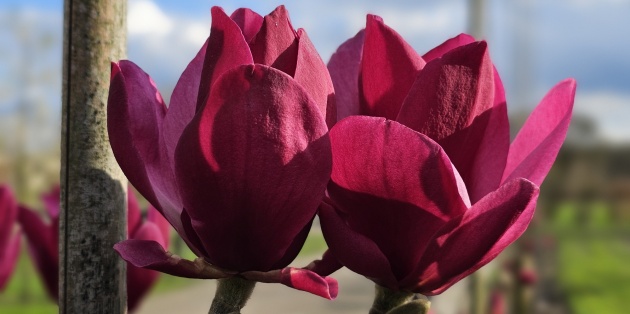 Groeisnelheid en wintergroene Magnolia’s: Bladhoudend of bladverliezend?
