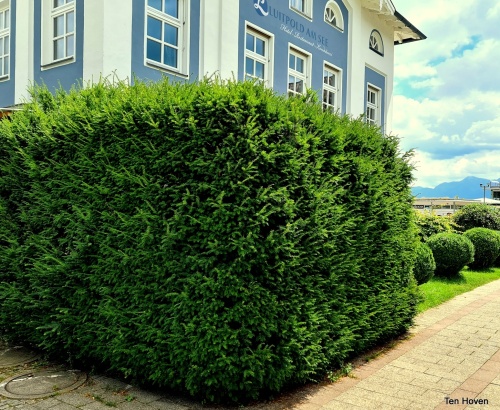 Taxus baccata haag