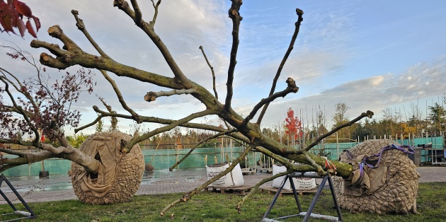 Ein Kletterbaum für Hannover (DE)