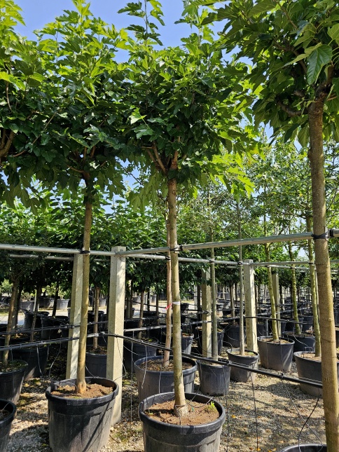 Morus alba 'Macrophylla' hoogstam solitair