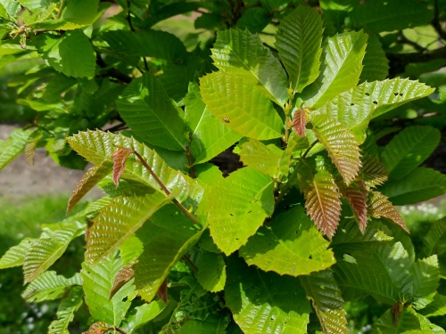 Castanea sativa met zomerblad
