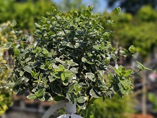 Kardinaalsmuts 'Emerald Gaiety' bladeren
