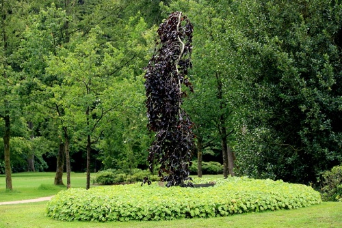 Rode treurbeuk 'Purple Fountain'
