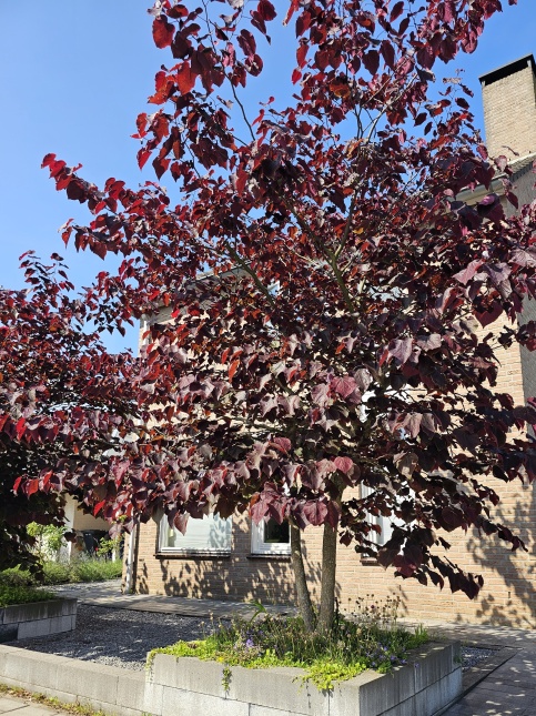 Cercis Forest Pansy.  Nieuwe kweek augustus 2025. Judasboom