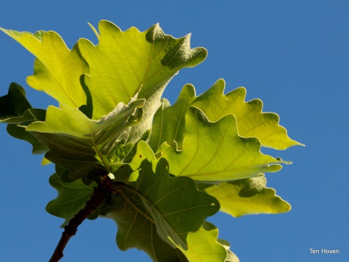 Quercus Cerris blad zomer