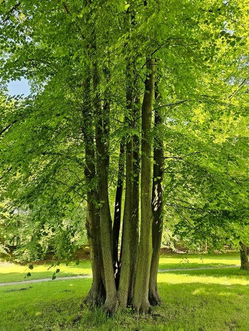 Winterlinde, meerstammig