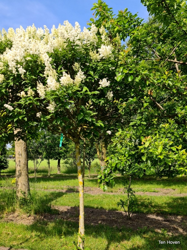 Kanadischer Fliederbaum