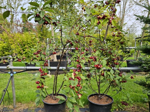 Malus Red Obelisk bloesem