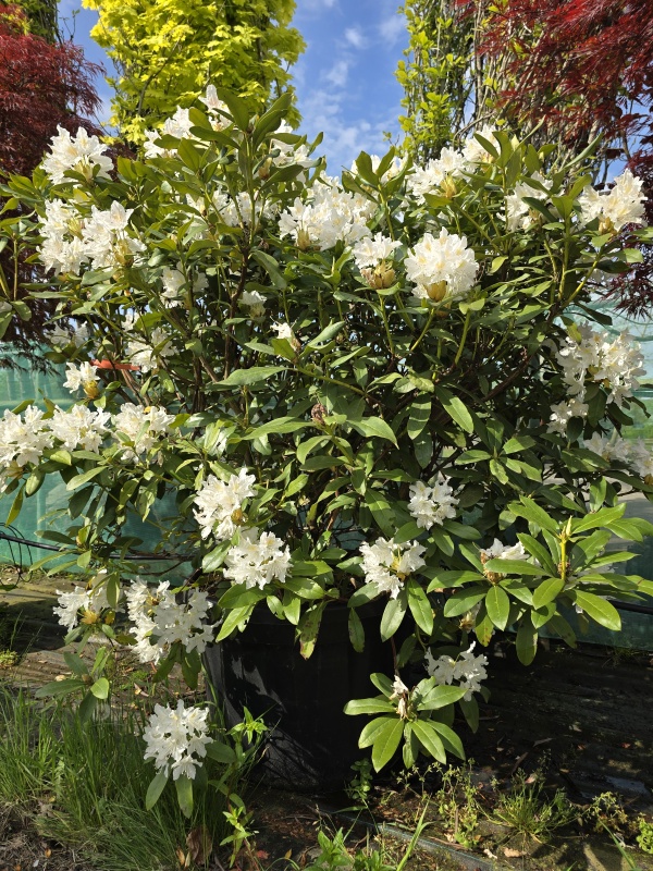 Rhododendron