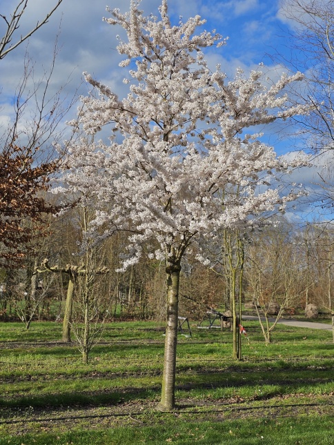 Prunus Yedoensis is er vroeg bij en bloeit meestal vanaf half maart