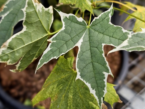 Acer platanoides