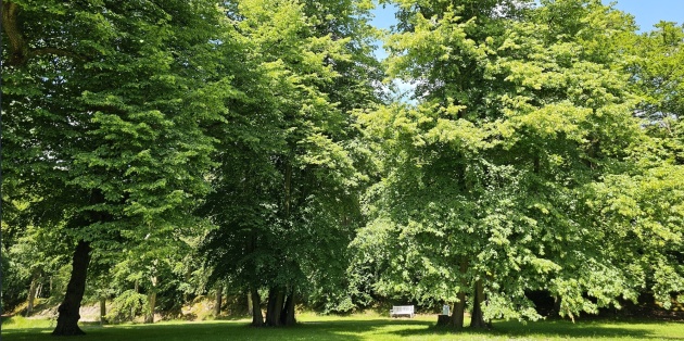 De juiste boom op de juiste plek: Over schaduw, snelle groei en biodiversiteit