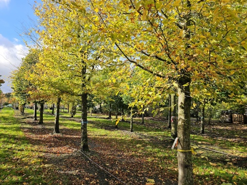 Haagbeuk hoogstambomen in het najaar van 2025 op de kwekerij van THB in Apeldoorn