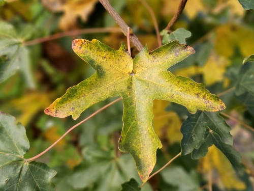 Veldesdoorn, Spaanse Aak met vers blad