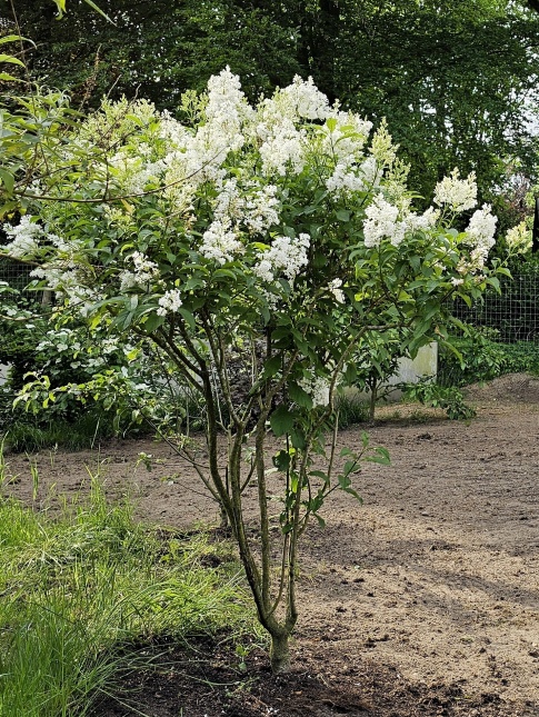 Sering 'Agnes Smith' als laat bloeiende witte sering.