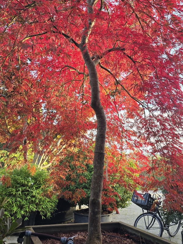 Japanischer Ahorn