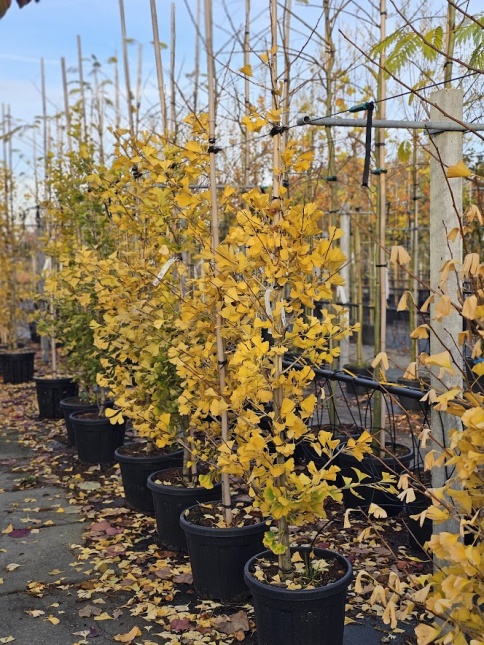Japanse Notenboom 'Blagon', zuilvorm