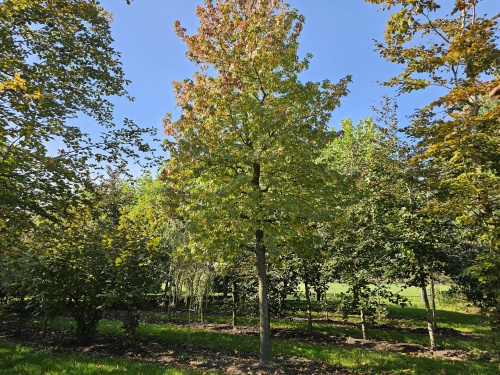 Amberboom 'Lane Roberts' blad in oktober verkleurt al