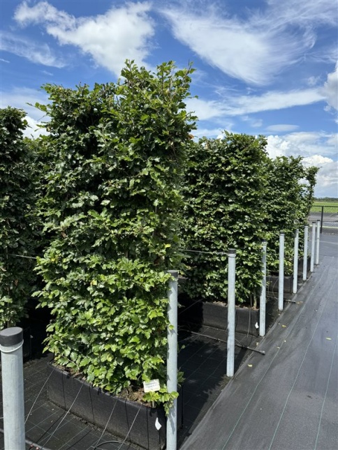 Fagus sylvatica kant en klare groene beukenhaag in plantzak.  200 cm hoog en 100 cm breed.