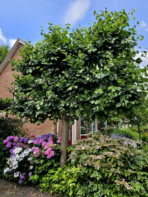 Tilia x Euchlora, de druipvrije leilinde